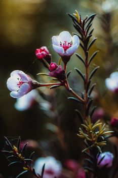 Manuka honey