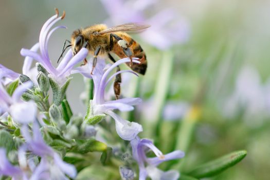honey bee on flower