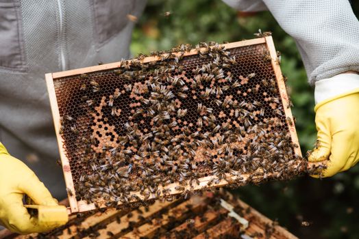 beekeeping equipment