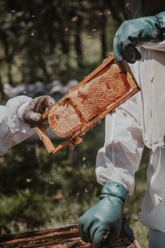 honey extraction equipment