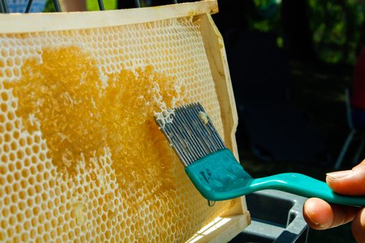 honey harvesting