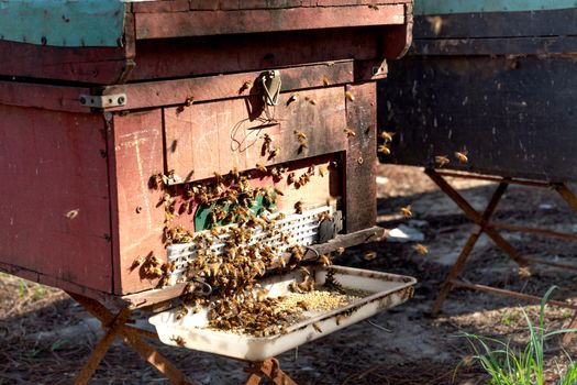 honey bee hive
