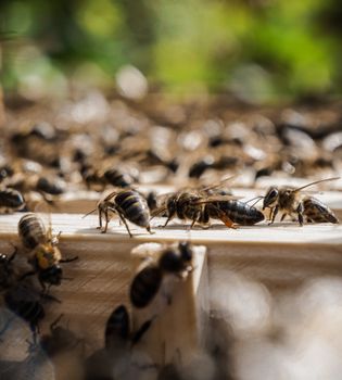 honey bees in an apiary