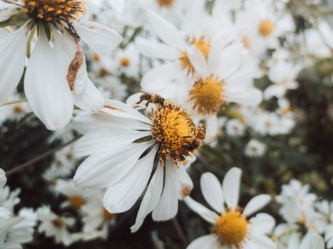 honey bees on flowers
