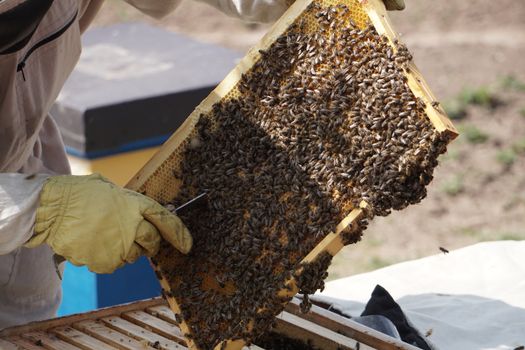 beekeeping equipment