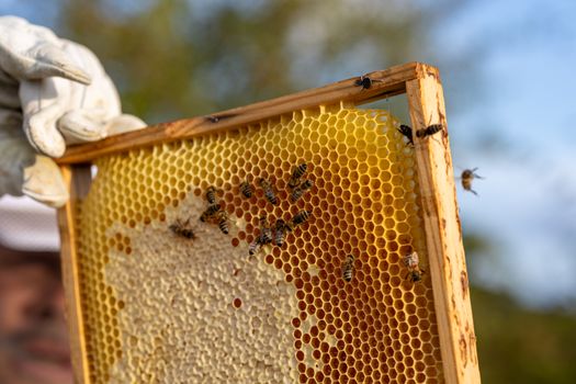 honey production
