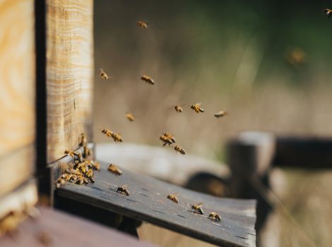 honey production