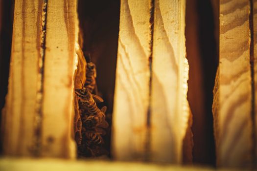 bee hive