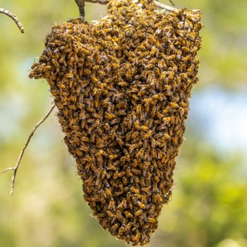 bee hive architecture