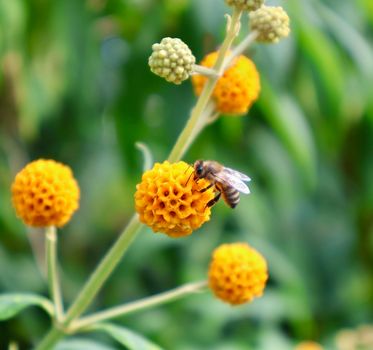 bee pollen
