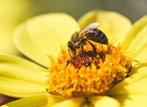 bee pollen